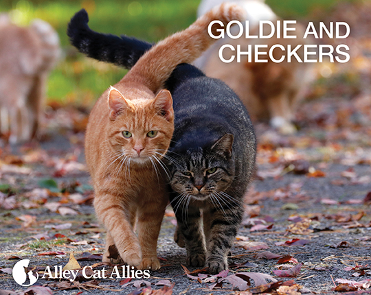 Goldie and Checkers