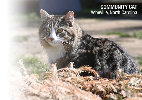 Community Cat: Asheville, NC