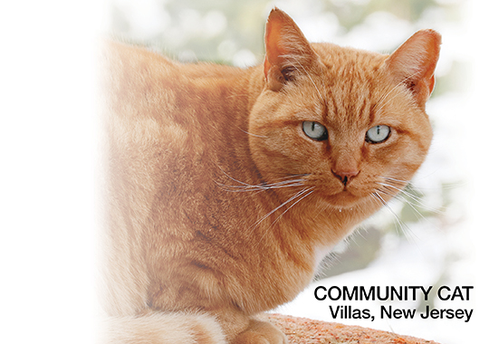 Community Cat