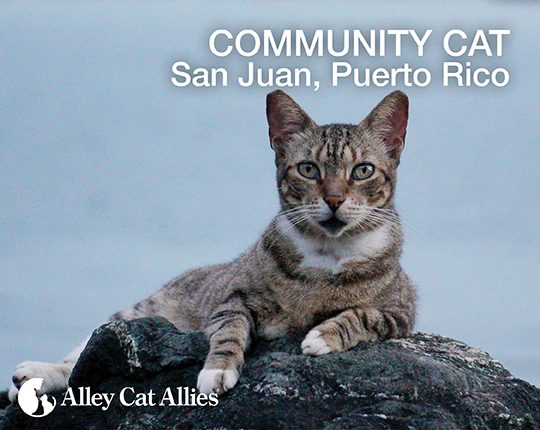 Community Cat