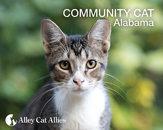 Community Cat