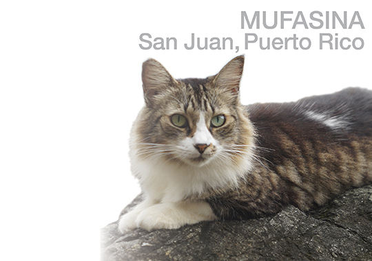 Mufasina