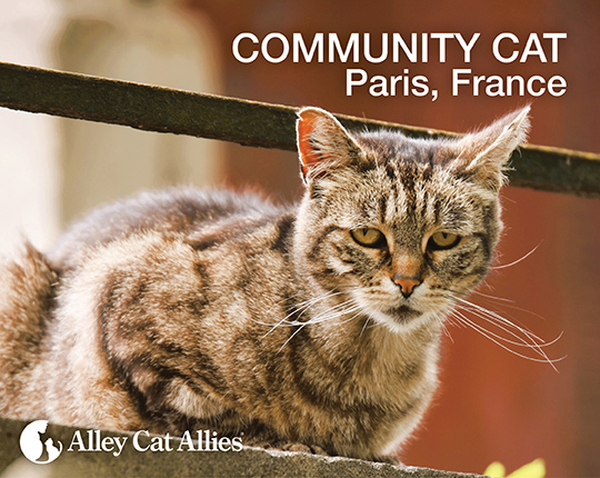 Community Cat