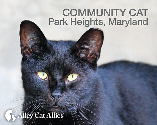 Community Cat