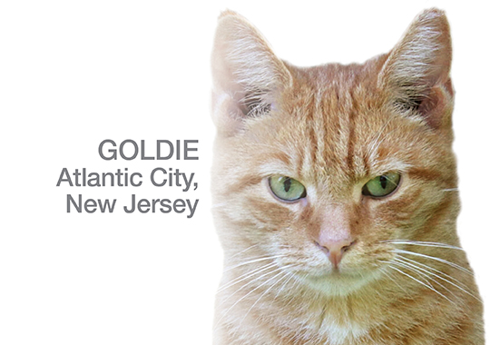 Community Cat