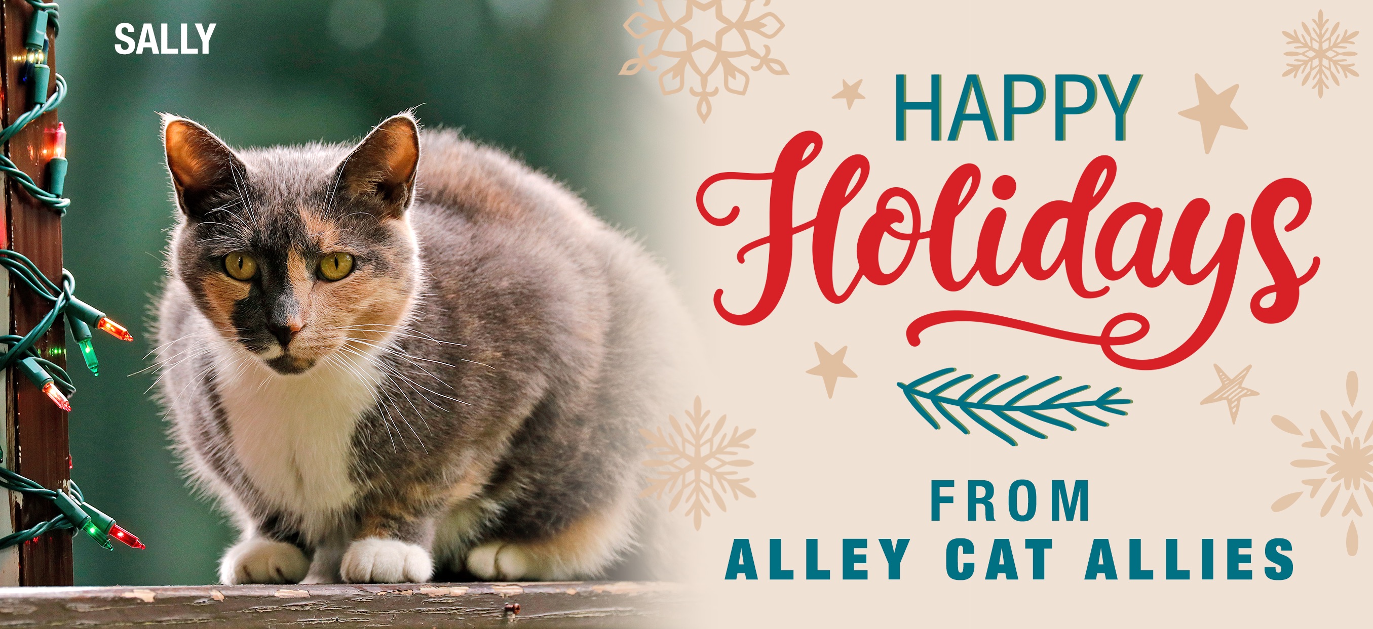 Happy holidays from Alley Cat Allies