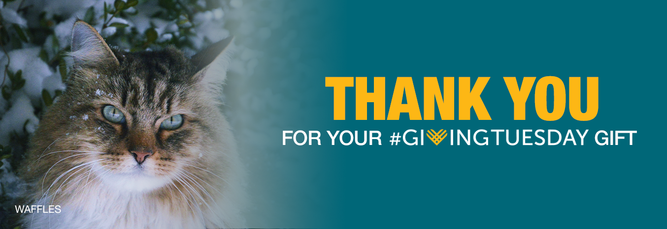 Thank you for your Giving Tuesday Gift