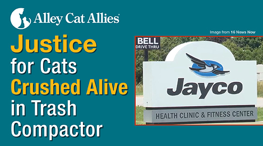 Justice for Cats