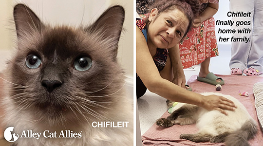 Chifileit