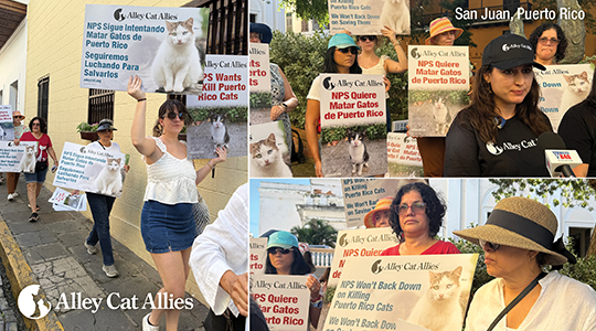 Puerto Rico Protest