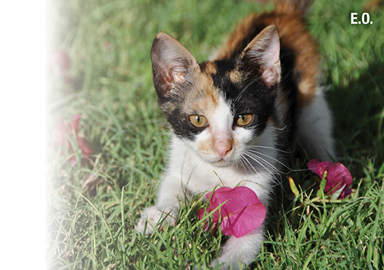 Community Cat