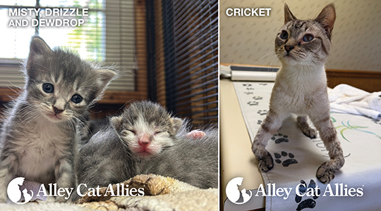 Alabama Cats