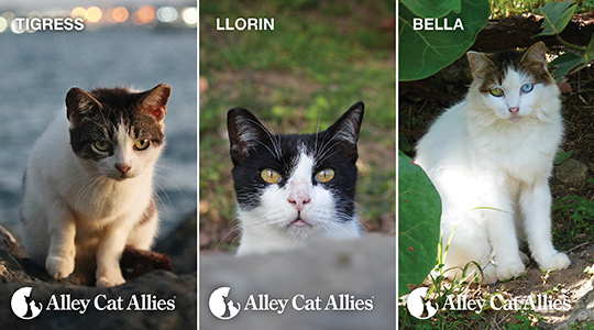 Puerto Rican Cats
