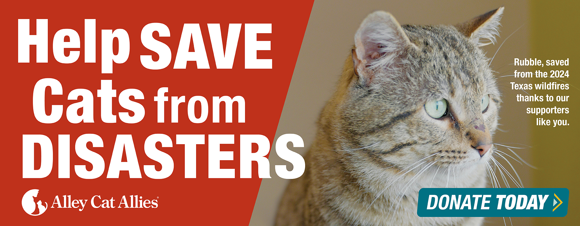 Help SAVE Cats from DISASTERS. Rubble, saved from the 2024 Texas wildfires thanks to our supporters like you.