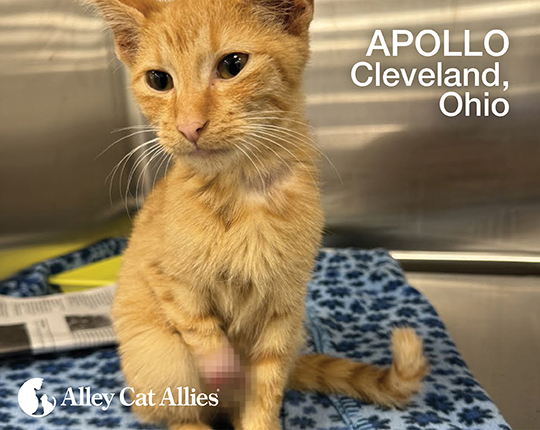 Justice for Apollo