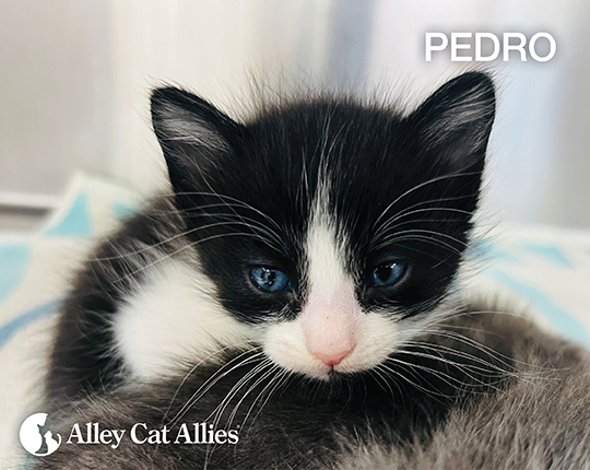 Pedro