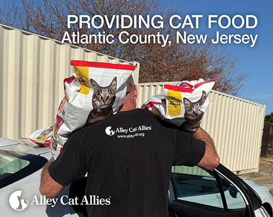 Providing Cat Food