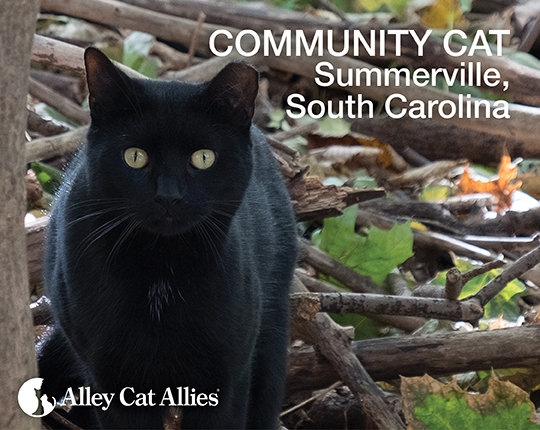 Community Cat