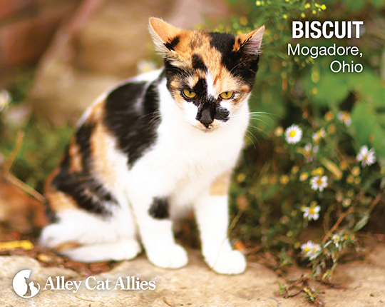 Biscuit: Mogadore, OH