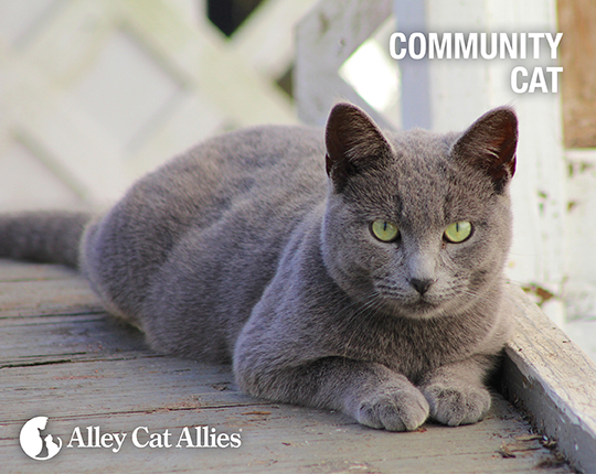 Community Cat