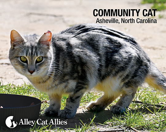 Community Cat: Asheville, NC