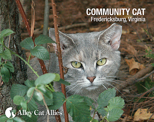 Community Cat: Fredricksburg, VA