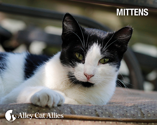 Mittens
