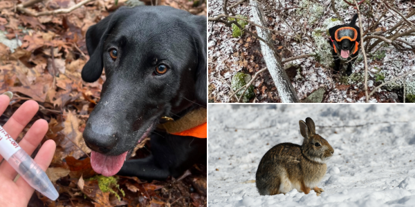 Conservation dogs Program New England Cottontail