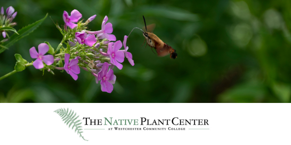 native plant presale