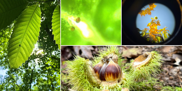 chestnut