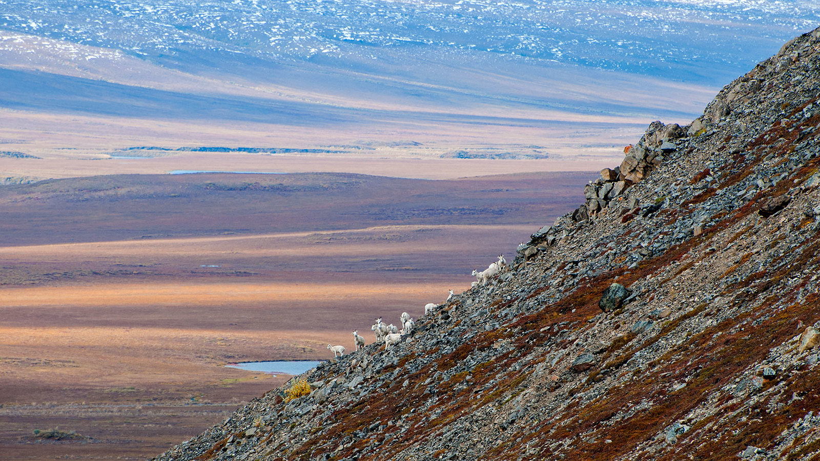 Dall sheep on a hillside in Gates of the Arctic National Park. Photo by Zak Richter, National Park Service.