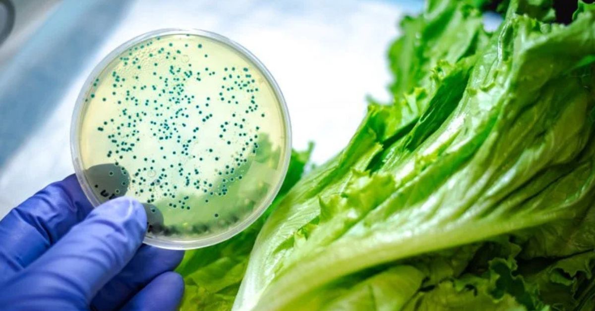 Gloved hand holding a bacterial culture beside fresh lettuce.