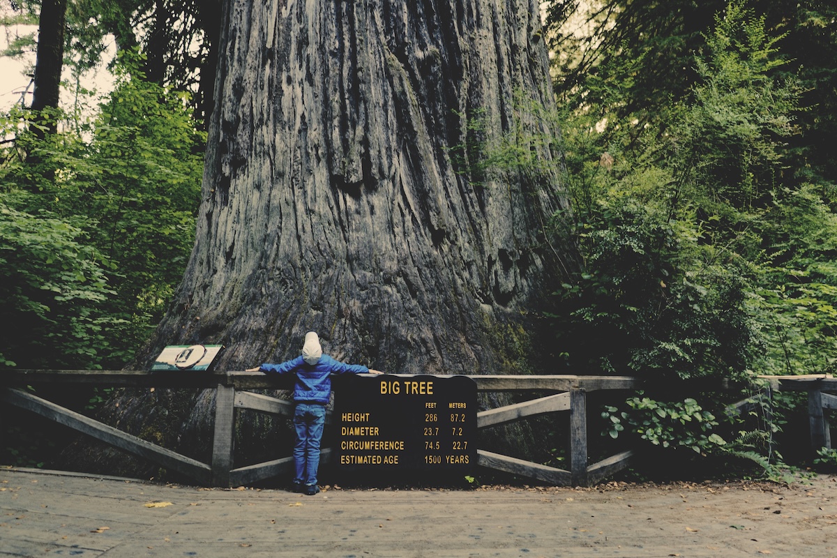 A boy looks up at a big tree. A very very big tree. 