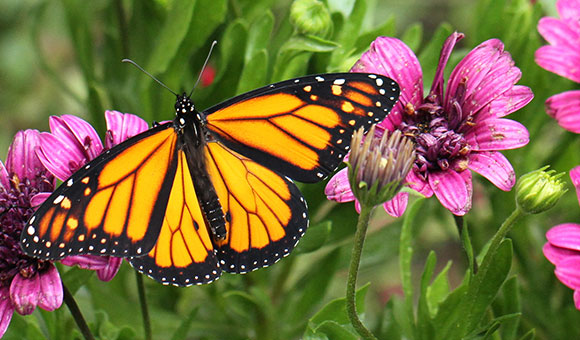 Monarch butterfly