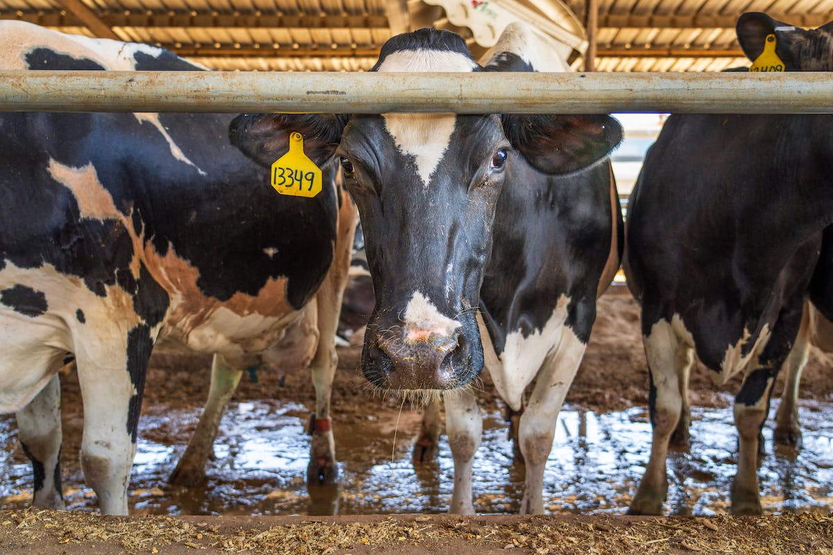 Dairy cows on factory farm