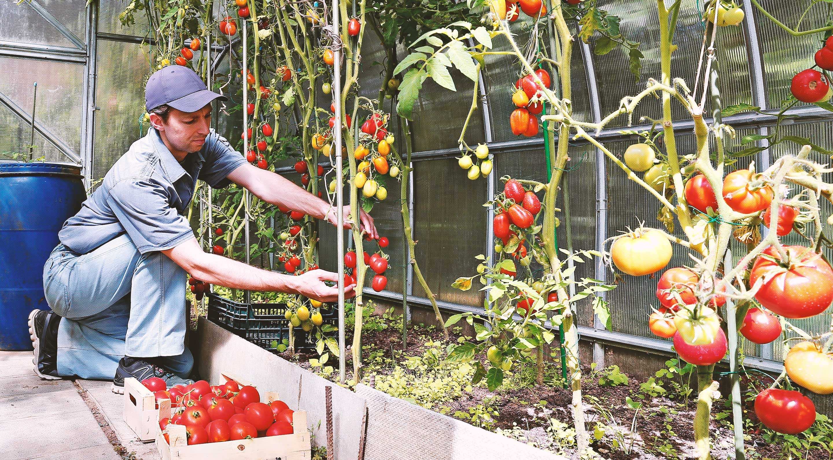 Farmer tending to tomatoes