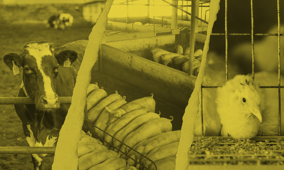 Animals on a factory farm