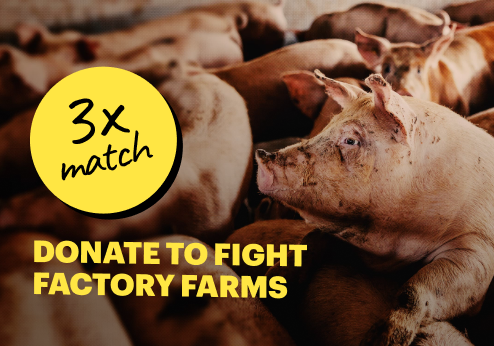 Donate to Fight Factory Farms