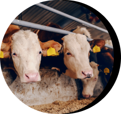 cows on a factory farm