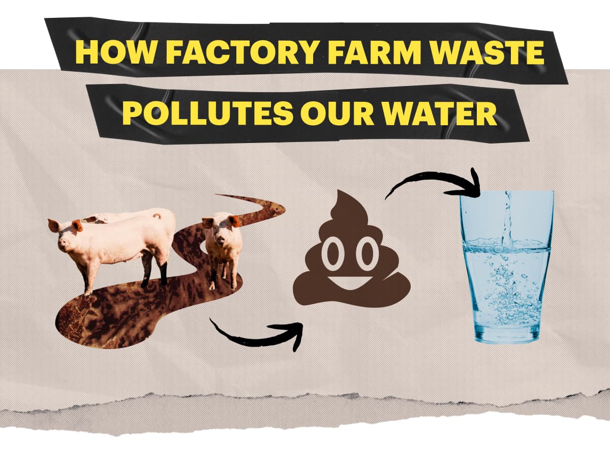 How Factory Farm Waste Pollutes Our Water