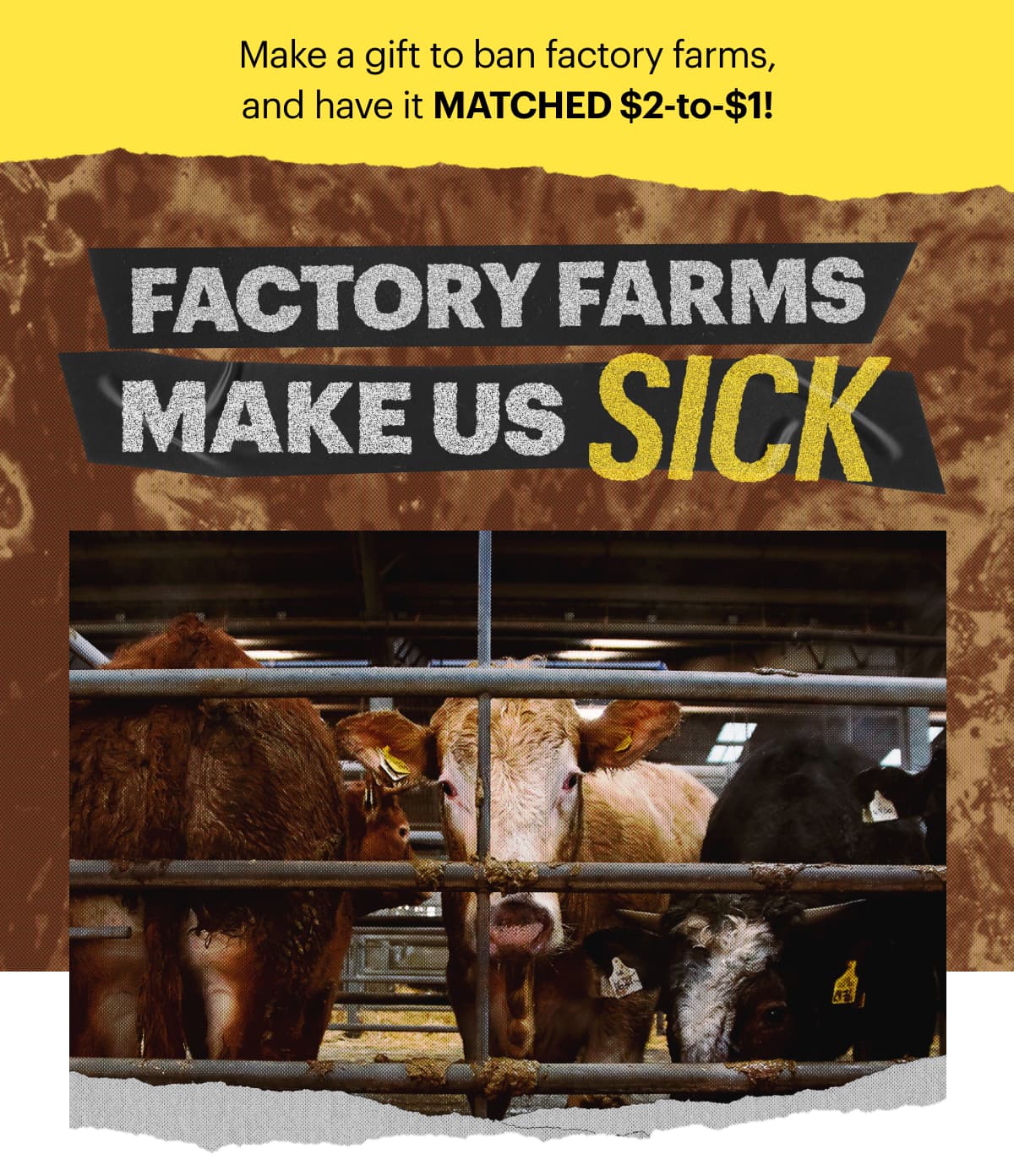 Factory Farms Make Us Sick! Make a gift to ban factory farms and have it matched $2-to-$1. 