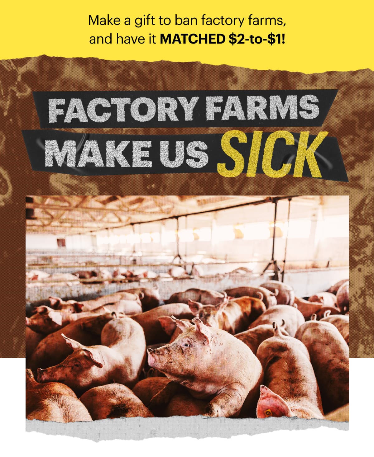 Factory Farms Make Us Sick! Make a gift to ban factory farms and have it matched $2-to-$1. 