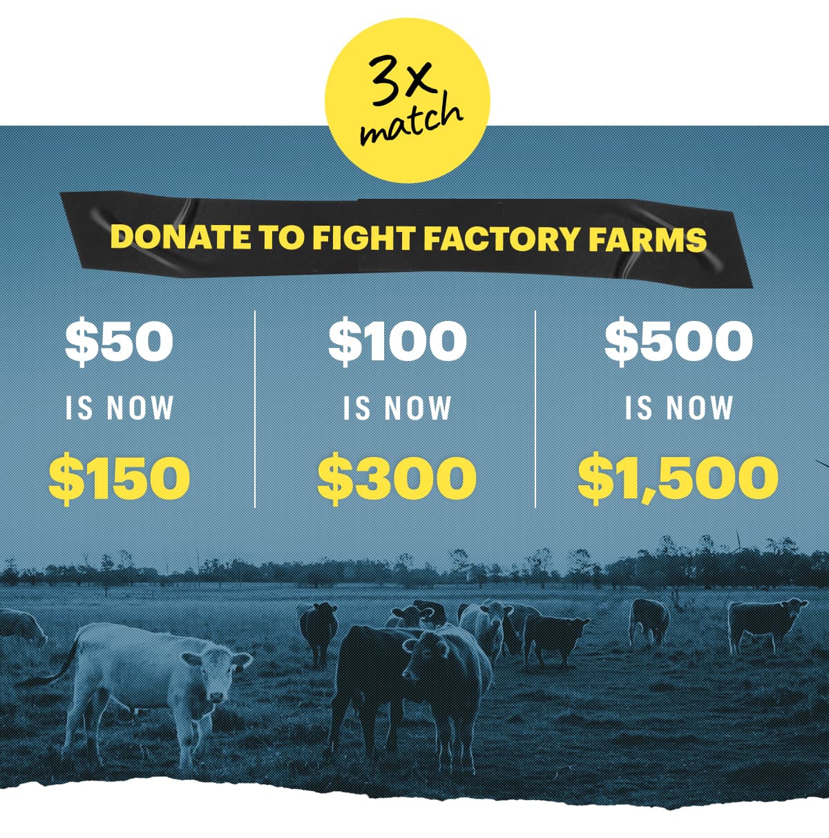 How Factory Farm Waste Pollutes Our Water