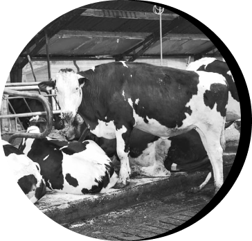 Fighting Factory Farms in New Mexico
