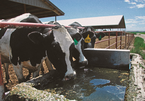 Dairy cows on factory farm