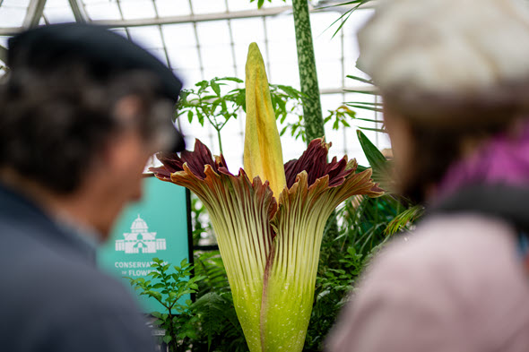 A crowd gathers to see a corpse flower in bloom at the Conservatory of Flowers in San Francisco on July 9, 2025. 