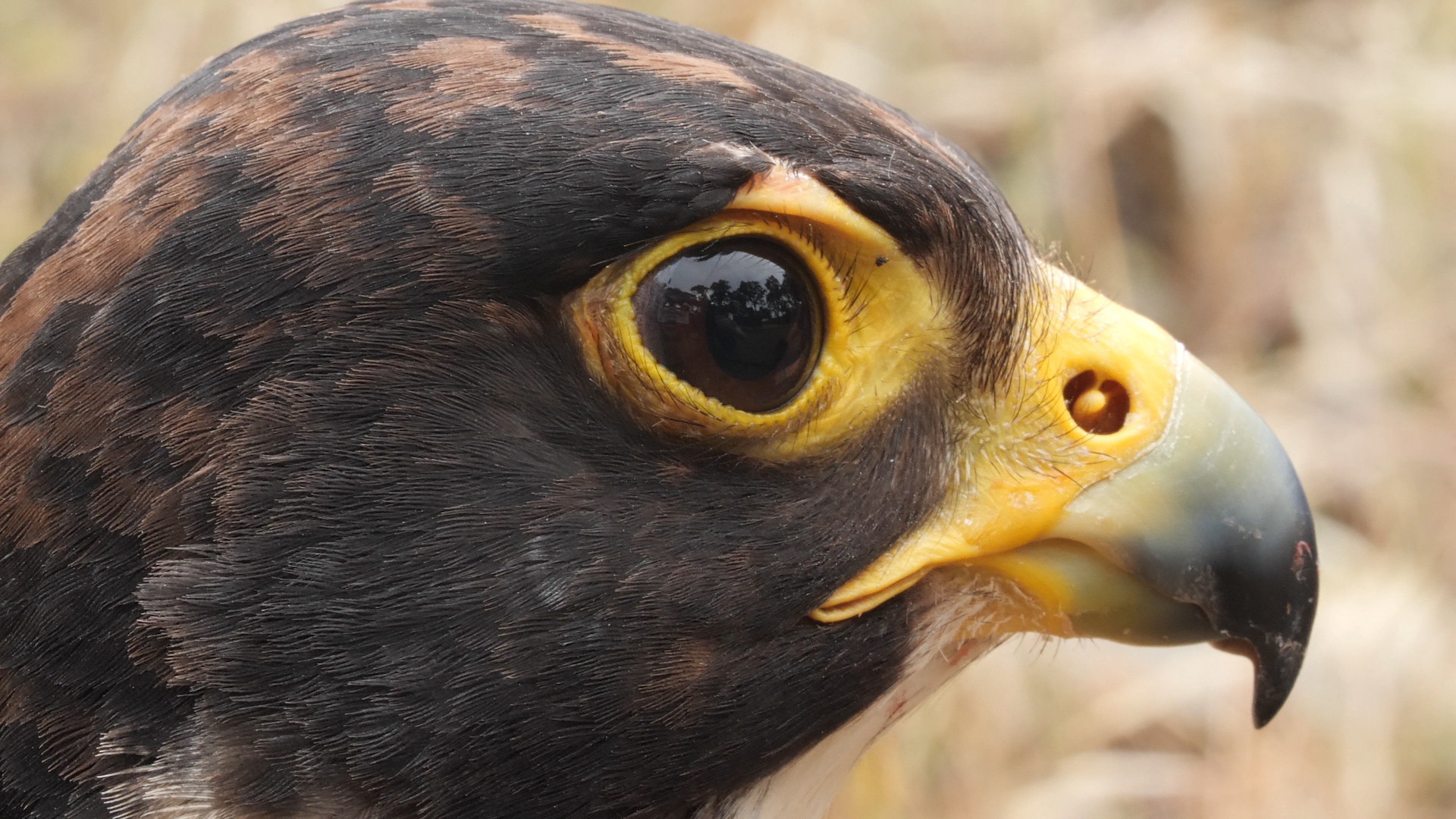 A close-up of a bird’s head with brown and black feathers and big brown eyes, surrounded by yellow eye sockets and a sharp beak with partial yellow coloring. The bird is looking into the distance. 