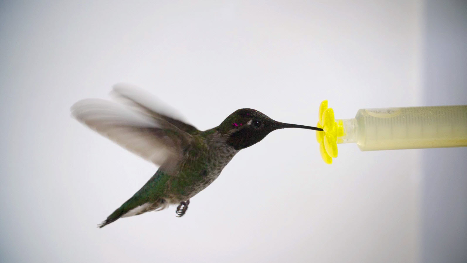A hummingbird in flight drinks nectar from a plastic yellow flower in a scientist’s lab.