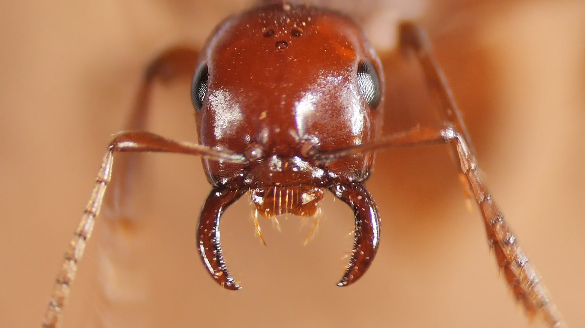 A kidnapper ant (Polyergus mexicanus) has large, curved mandibles, which it uses to carry away the pupae of other ant species.