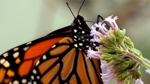 An orange colored butterfly rests on a plant with light pink flowers.